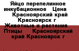 Яйцо перепелинное инкубационное › Цена ­ 8 - Красноярский край, Красноярск г. Животные и растения » Птицы   . Красноярский край,Красноярск г.